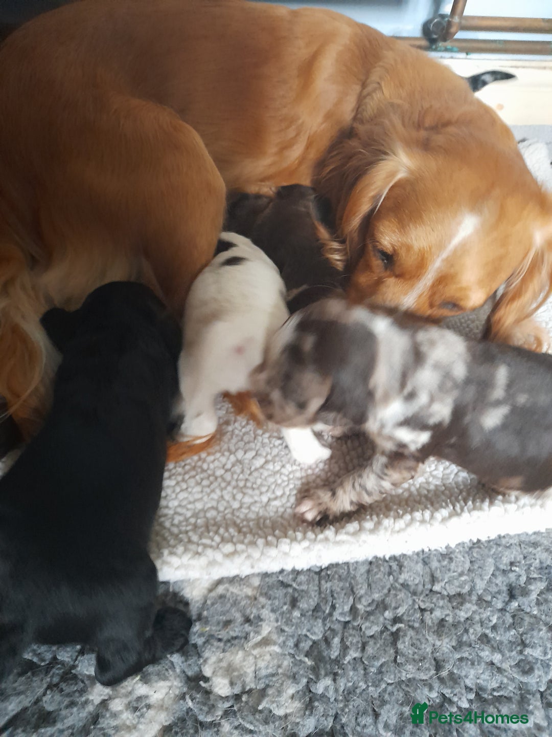 Sprocker dogs for sale: Gorgeous Merle Sprockers.  - Image 10