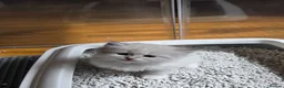 Siberian cats for sale: 4 Siberian Neva Masquerade kittens for seal - Advert 9