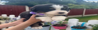 Bernese Mountain Dog 7