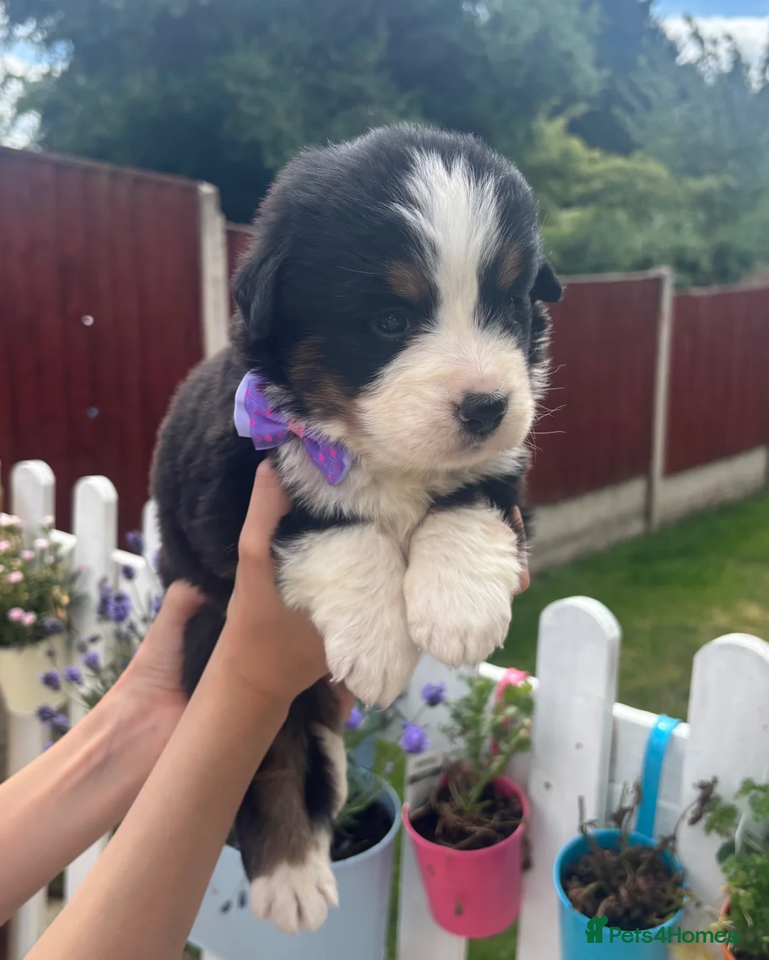 Bernese Mountain Dog dogs for sale: Beautiful Bernese Mountain Dog Puppies 7Girls 1Boy - Advert 1