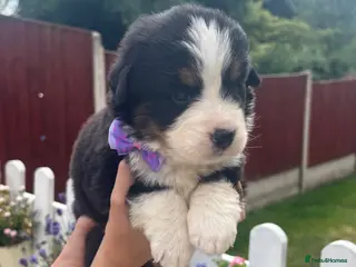 Bernese Mountain Dog dogs Beautiful Bernese Mountain Dog Puppies 7Girls 1Boy - Advert 14