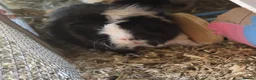 Guinea Pig rodents for sale: X2 boars for sale with option of hutch and/or cage in Stevenage - Advert 3