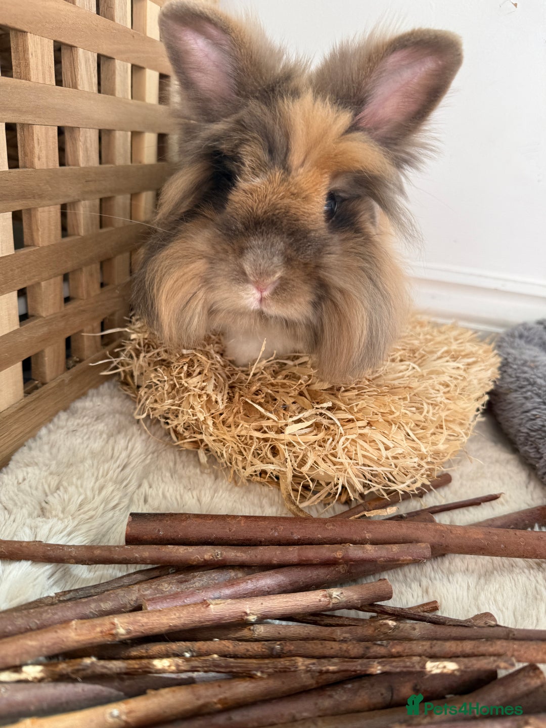 Lionhead rabbits for sale: Lionhead and double lion head  - Image 4
