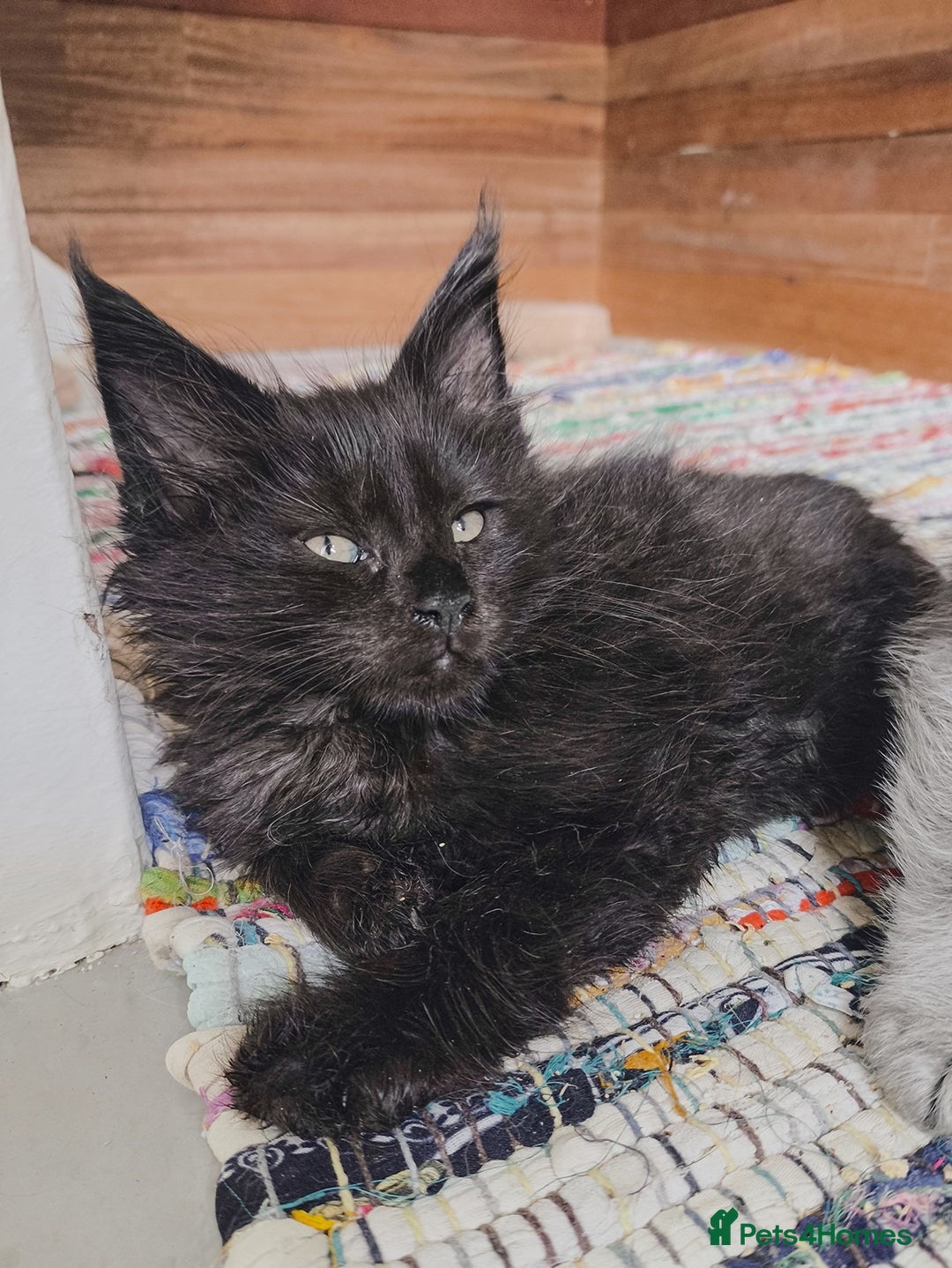 Maine Coon cats for sale: Maine coon kittens champion lines, DNA health test - Image 19