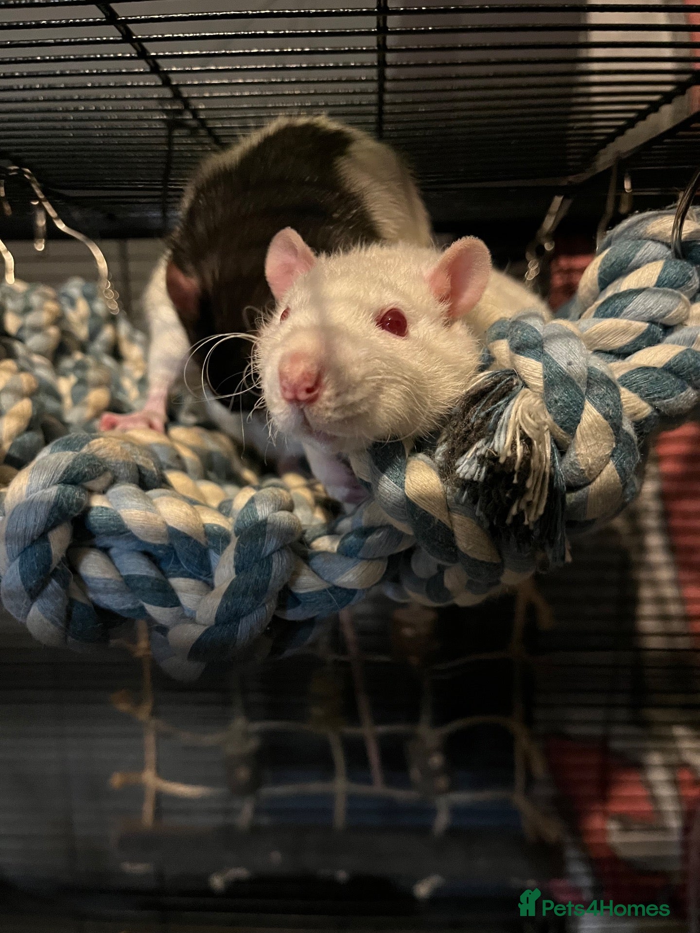 Rat rodents for sale: Rolo and Cambo - Advert 1