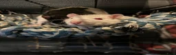 Rat rodents for sale: Rolo and Cambo in South Shields - Advert 1