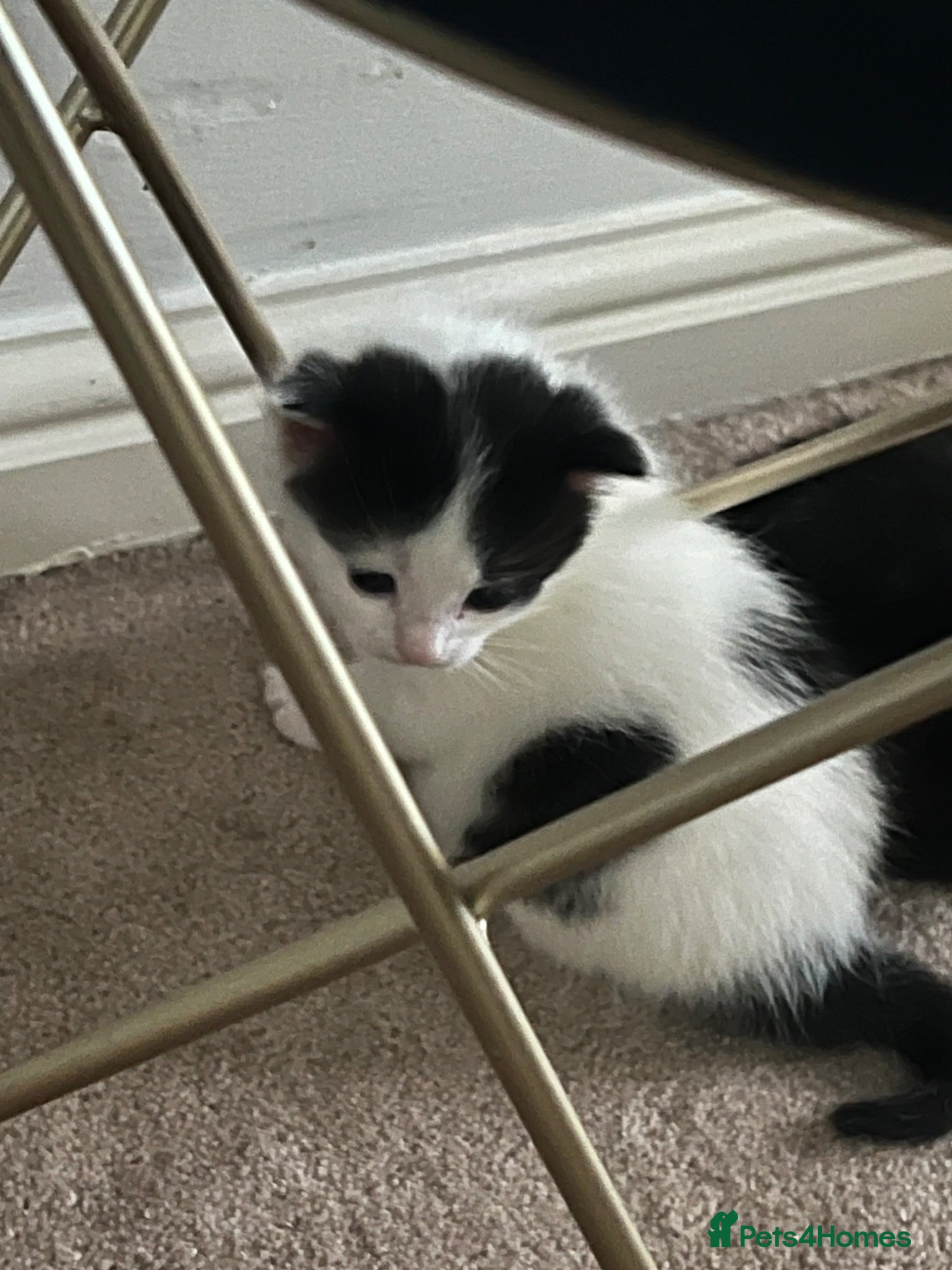 British Shorthair cats Adorable Kittens – Super Playful & Affectionate 🐱 - Advert 2