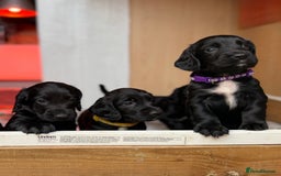 Cocker Spaniel dogs for sale: KC REG Cocker Spaniels - Image 10