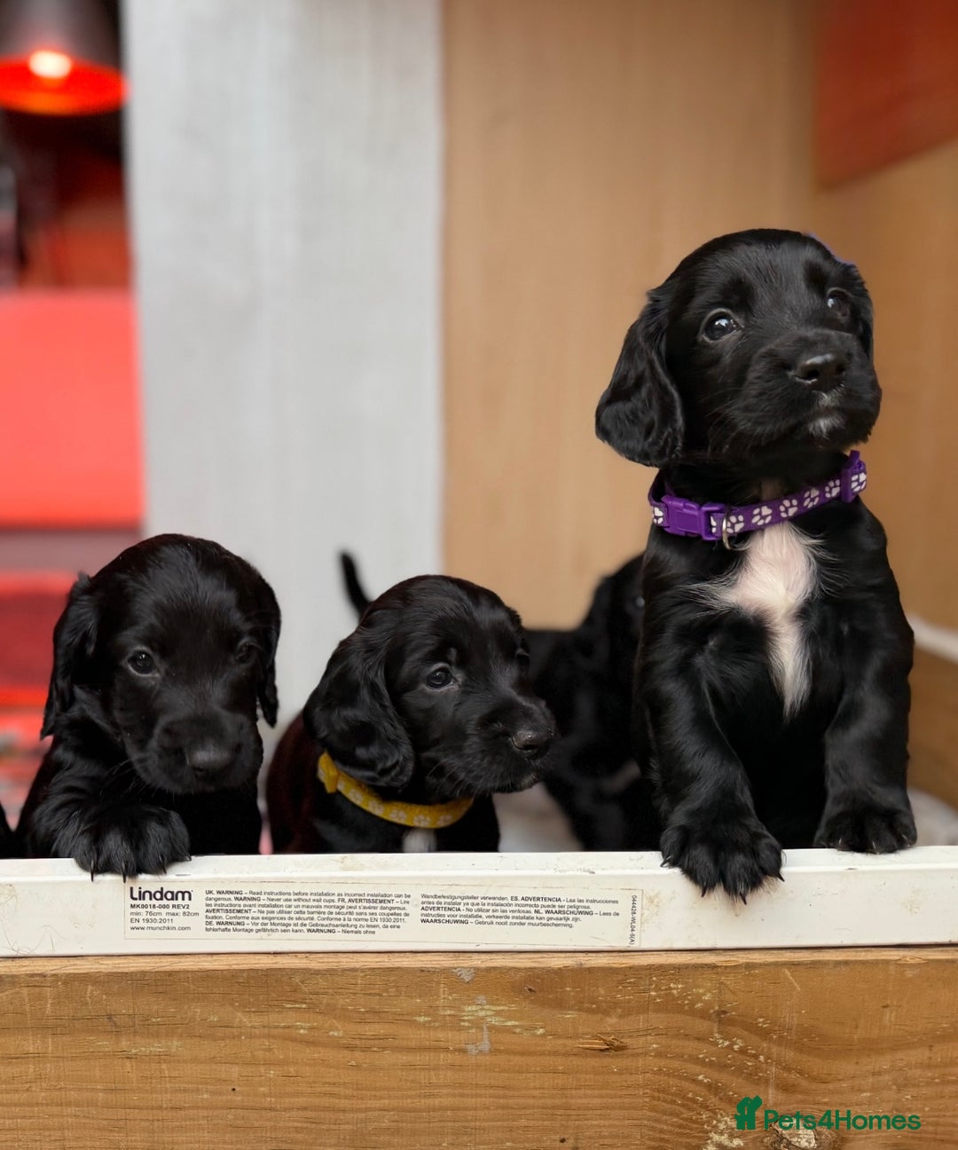 Cocker Spaniel dogs for sale: KC REG Cocker Spaniels - Image 10
