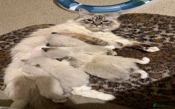 Ragdoll cats for sale: Ragdoll kittens  - Image 4