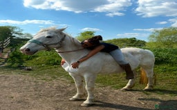 Irish Draught horses for sale: Gorgeous Grey Mare - Image 4
