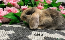 Mini Lop rabbits for sale: Stunning litter of 5 MINI LOPS ready to reserve  - Image 4