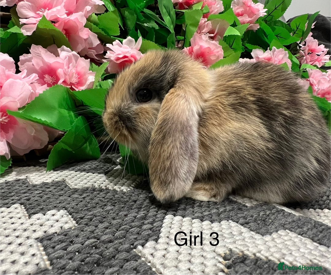 Mini Lop rabbits for sale: Stunning litter of 5 MINI LOPS ready to reserve  - Image 4