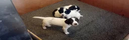 English Springer Spaniel dogs for sale: English springer spaniel pups  - Advert 20