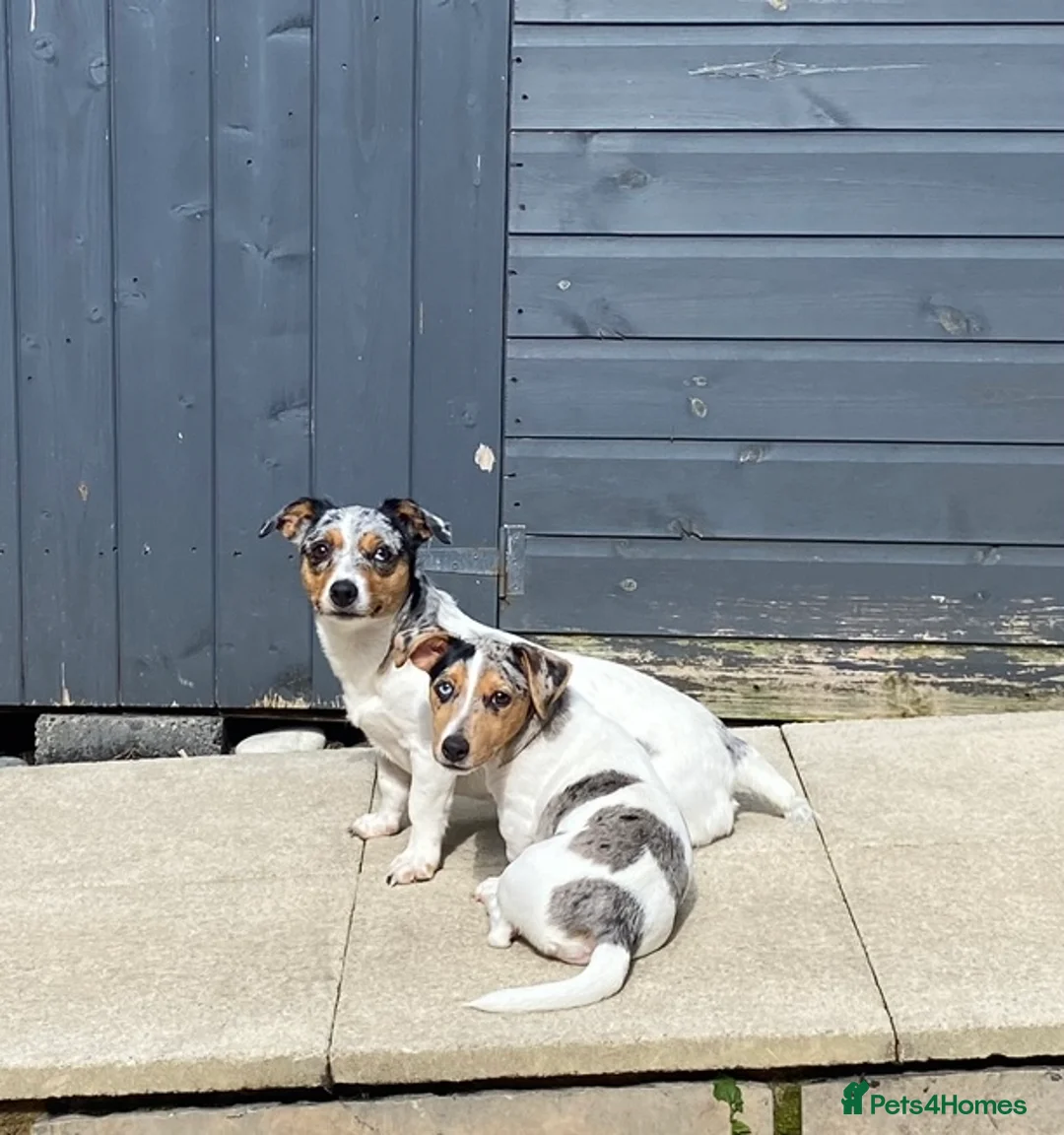 Jack Russell dogs for stud: Silver Merle carrying Blue and Chocolate in Bradford - Advert 5