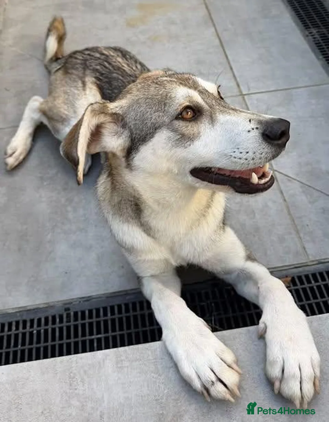 Mixed Breed dogs for adoption: Dino  - Advert 1