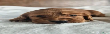 Cocker Spaniel 1