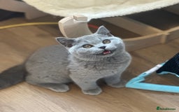 British Shorthair cats for sale: Excellent Champion line  - Image 1