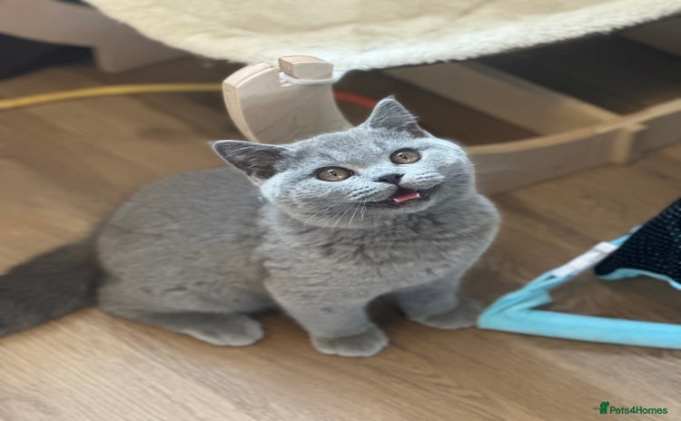 British Shorthair cats - Advert 13