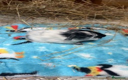 Guinea Pig rodents for sale: Dalmatian guinea pigs  - Image 3