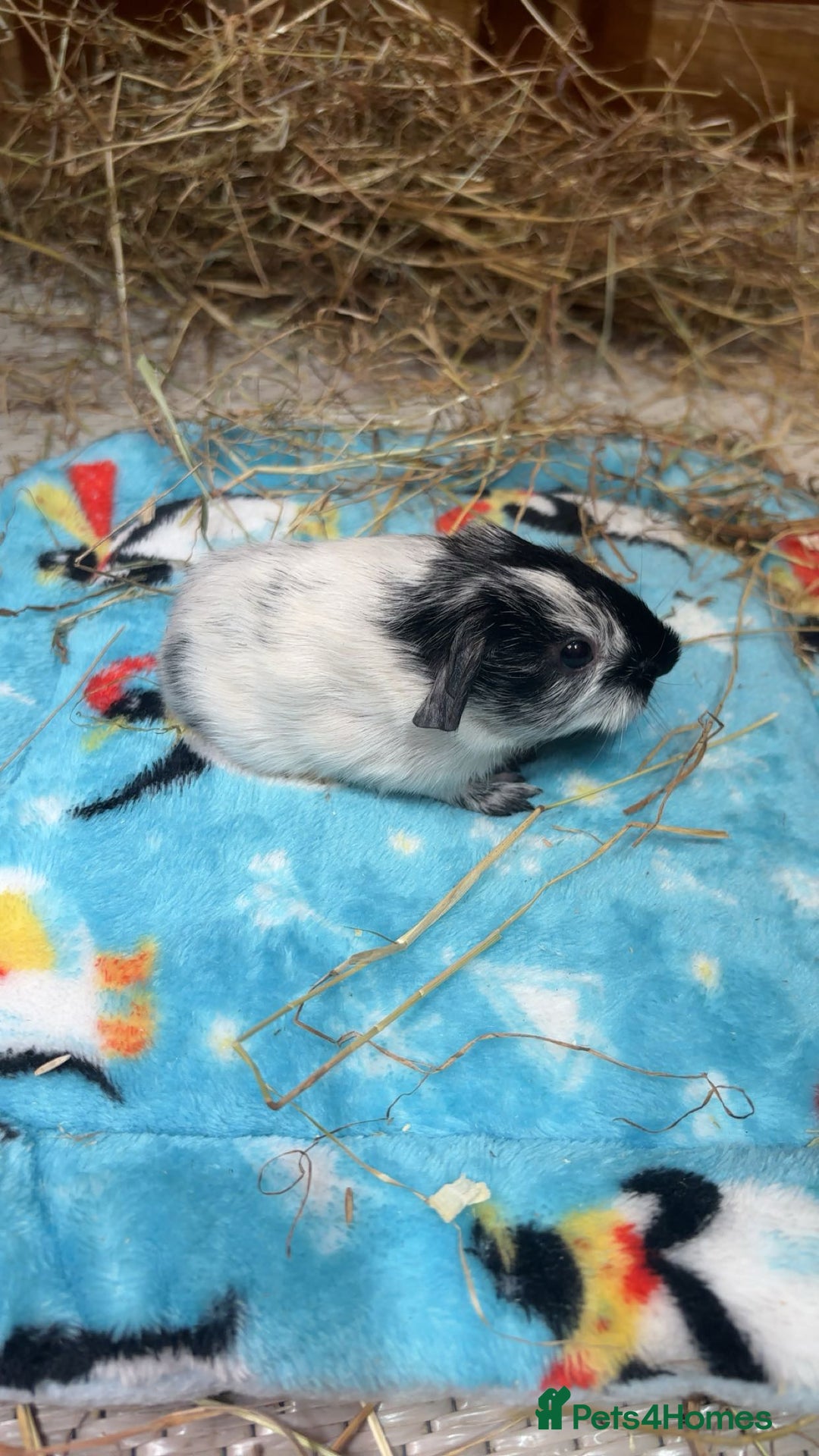 Guinea Pig rodents for sale: Dalmatian guinea pigs  - Image 3