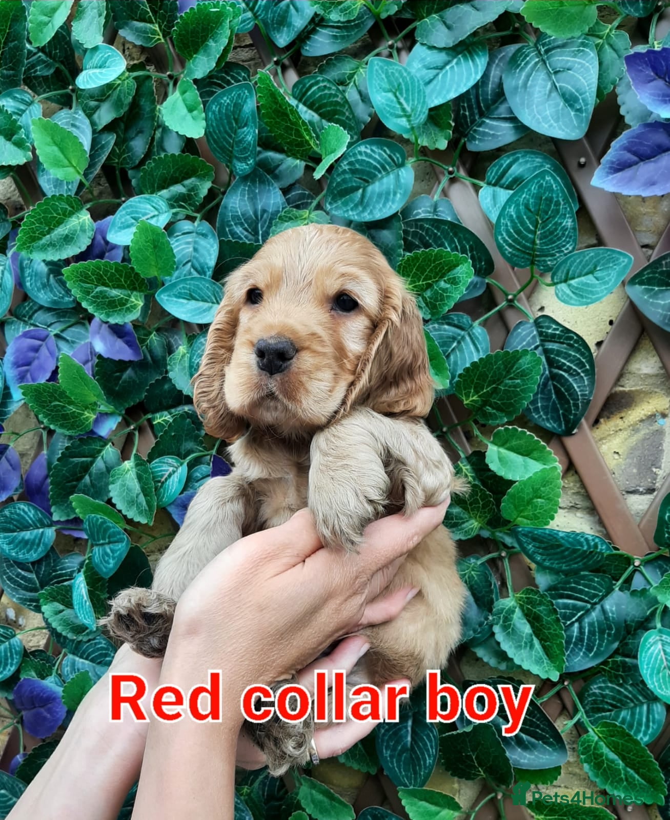 Cocker Spaniel dogs SUPERB SHOW TYPE COCKER SPANIEL PUPPIES  - Advert 2