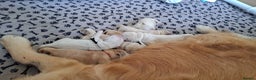 Golden Retriever dogs for sale: European bloodline GR puppies  - Advert 13