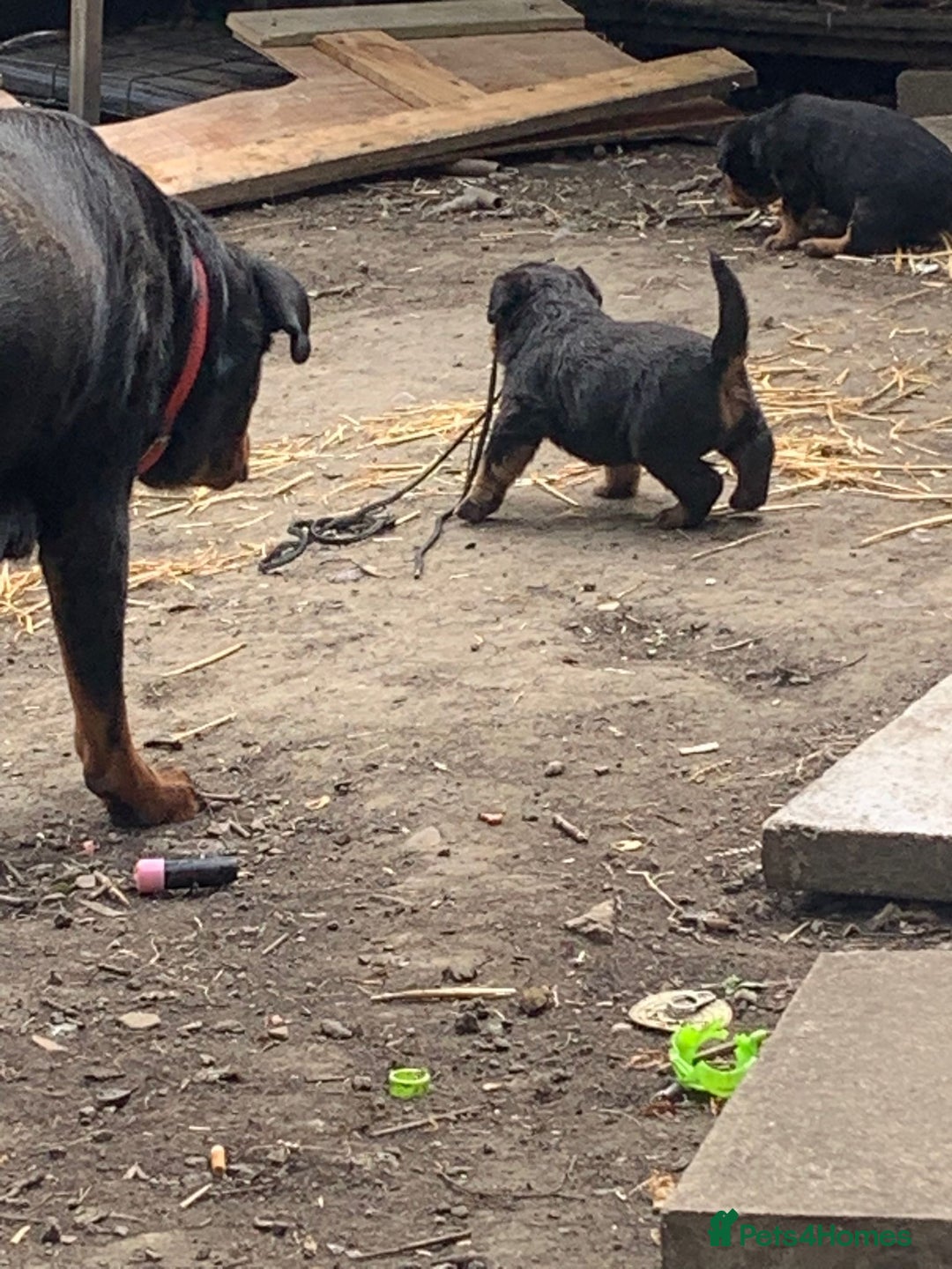 Rottweiler dogs for sale: 5 chunky pure pedigree Rottweiler pups - Image 30