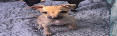 Italian Greyhound sirius