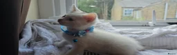 Mixed Breed cats for sale: 3  kittens😸  ready to go in Wisbech - Advert 2