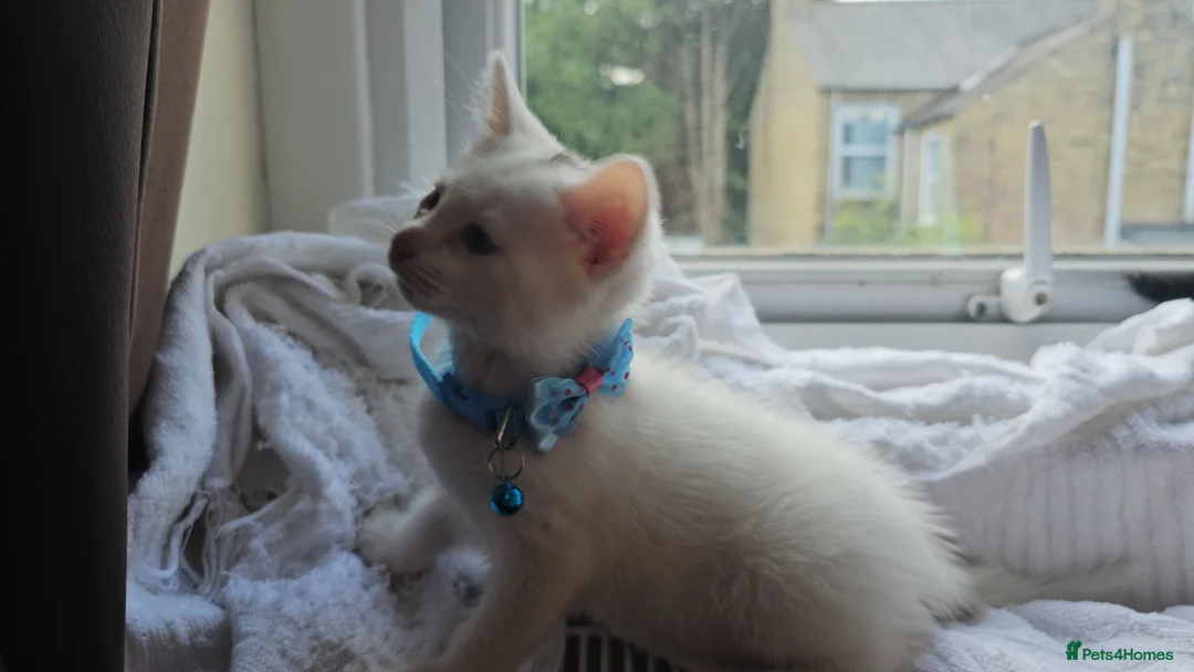 Mixed Breed cats for sale: 3  kittens😸  ready to go in Wisbech - Advert 2