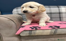 Golden Retriever dogs for sale: 🐶 Gorgeous Chunky Golden Retriever Puppies 🐶 - Advert 25