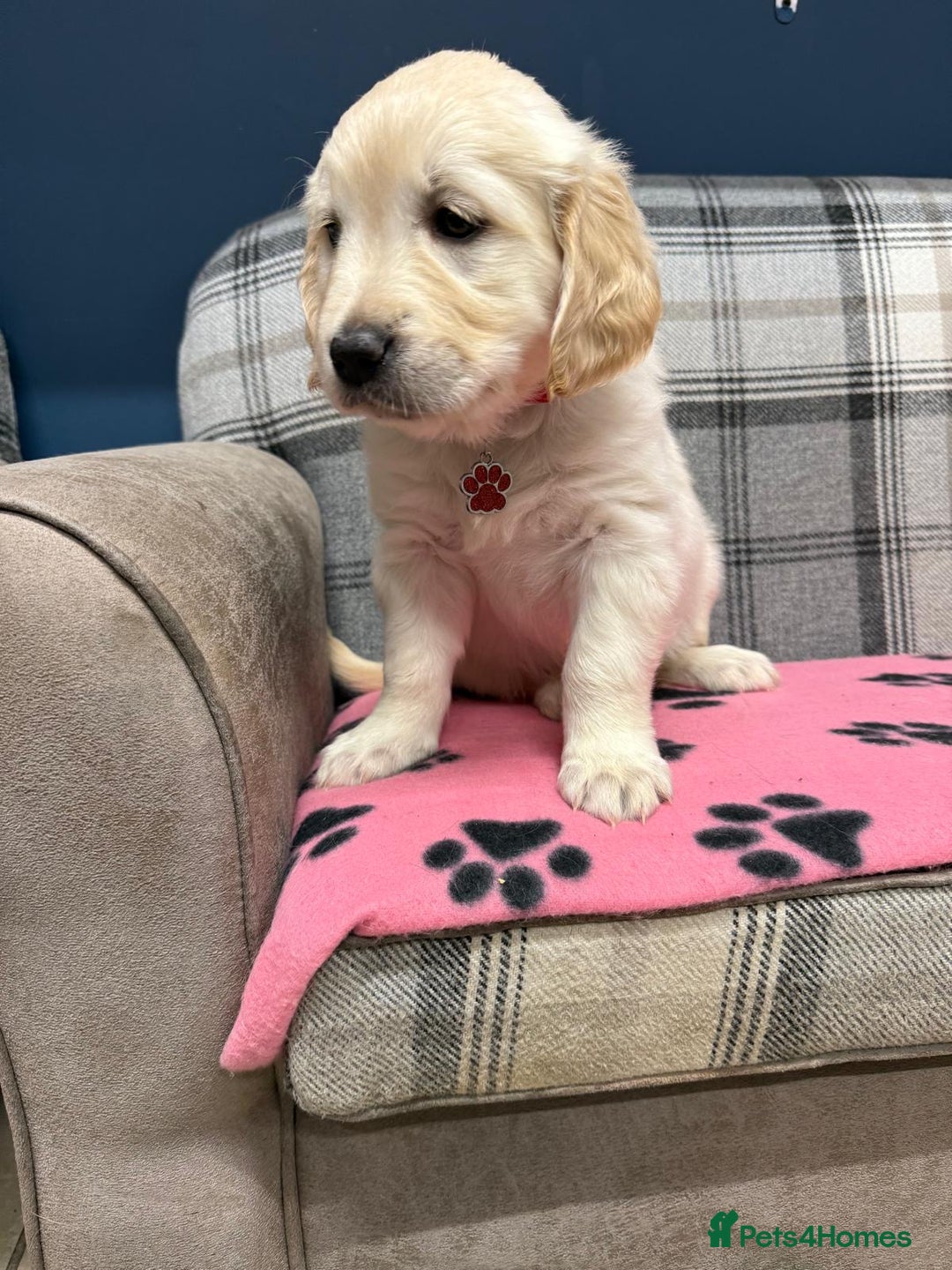 Golden Retriever dogs for sale: 🐶 Gorgeous Chunky Golden Retriever Puppies 🐶 - Advert 25