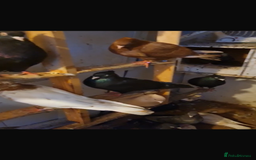 Pigeons birds for sale: Purebred Abadani Pigeons – Healthy & Vaccinated  - Image 2