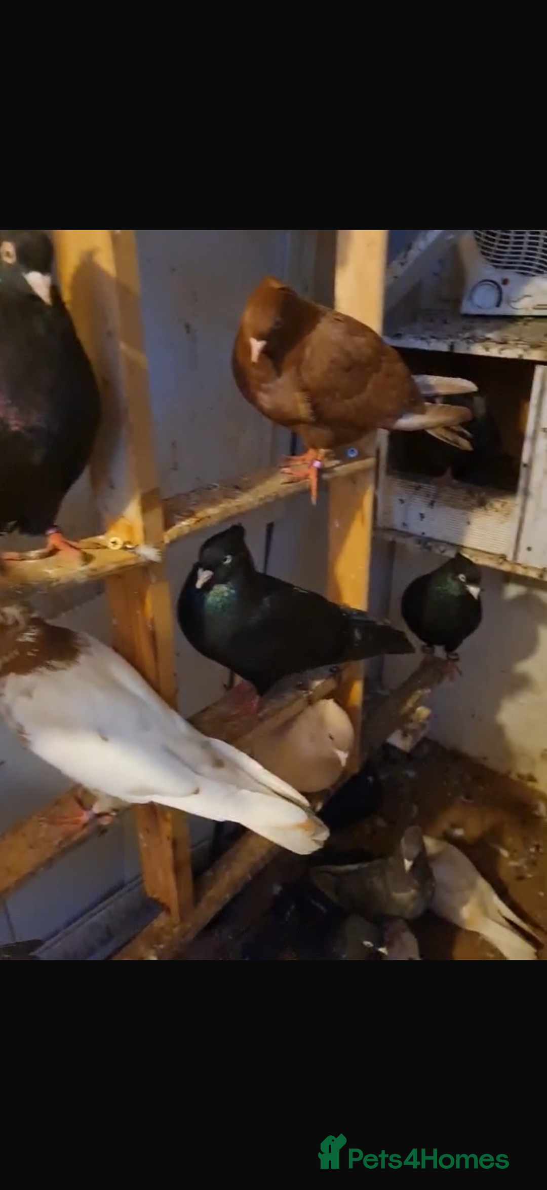 Pigeons birds for sale: Purebred Abadani Pigeons – Healthy & Vaccinated  - Image 2
