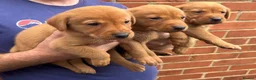 Labrador Retriever dogs for sale: Health Tested Working Labrador Pups - Advert 11