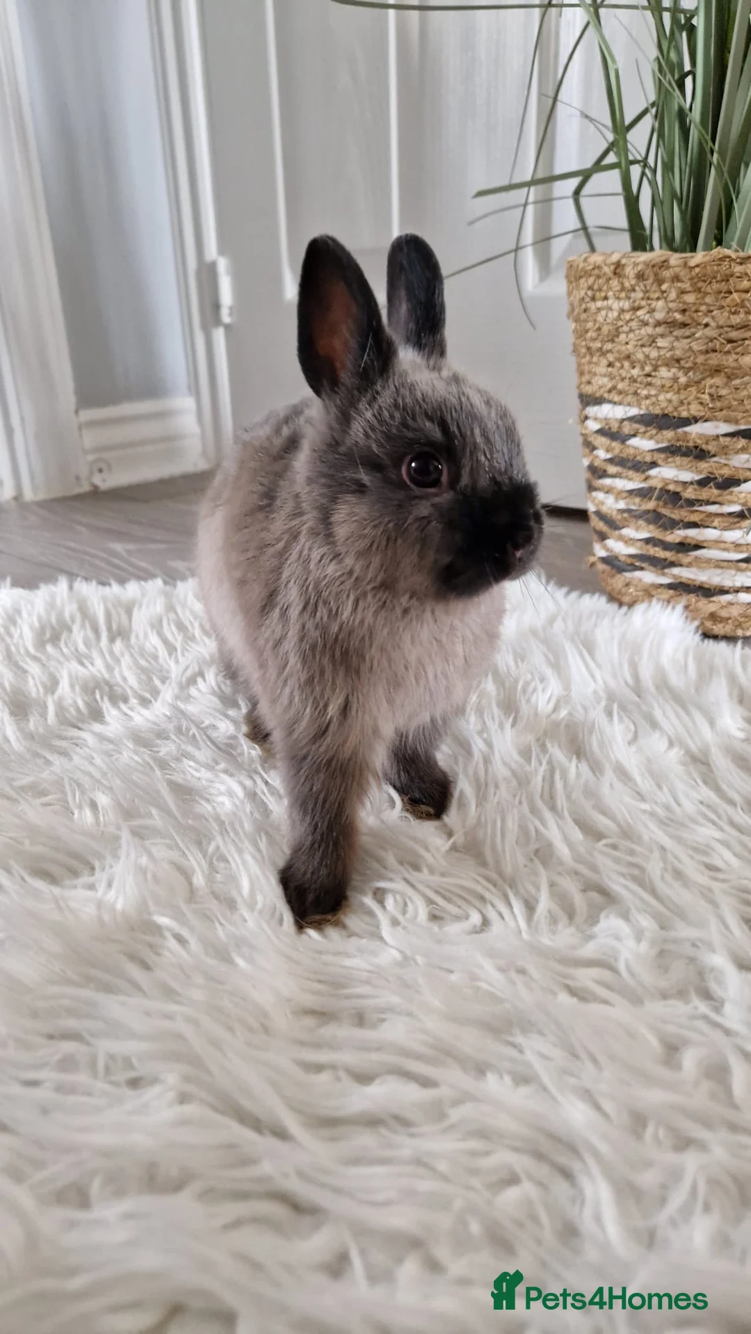 Netherland Dwarf rabbits for sale: Netherland dwarf bunnies - Advert 1