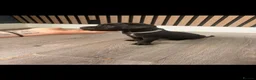 Cane Corso dogs for sale: Full Cane Corso Puppies -Blue/Grey & Black & White - Advert 10
