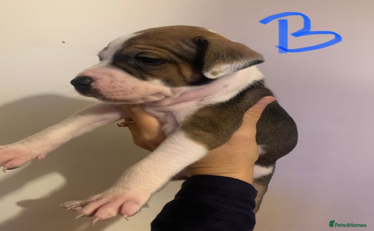 Staffordshire Bull Terrier dogs - Advert 5