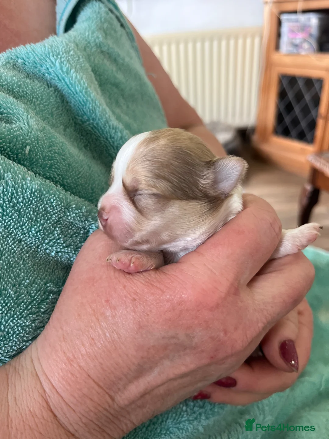 Chihuahua dogs for sale: Long hair chihuahuas  in Battle - Advert 24