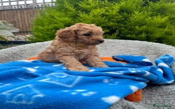 Cockapoo dogs for sale: F1b Cockapoo Puppies Ready Soon for Loving Homes - Image 23