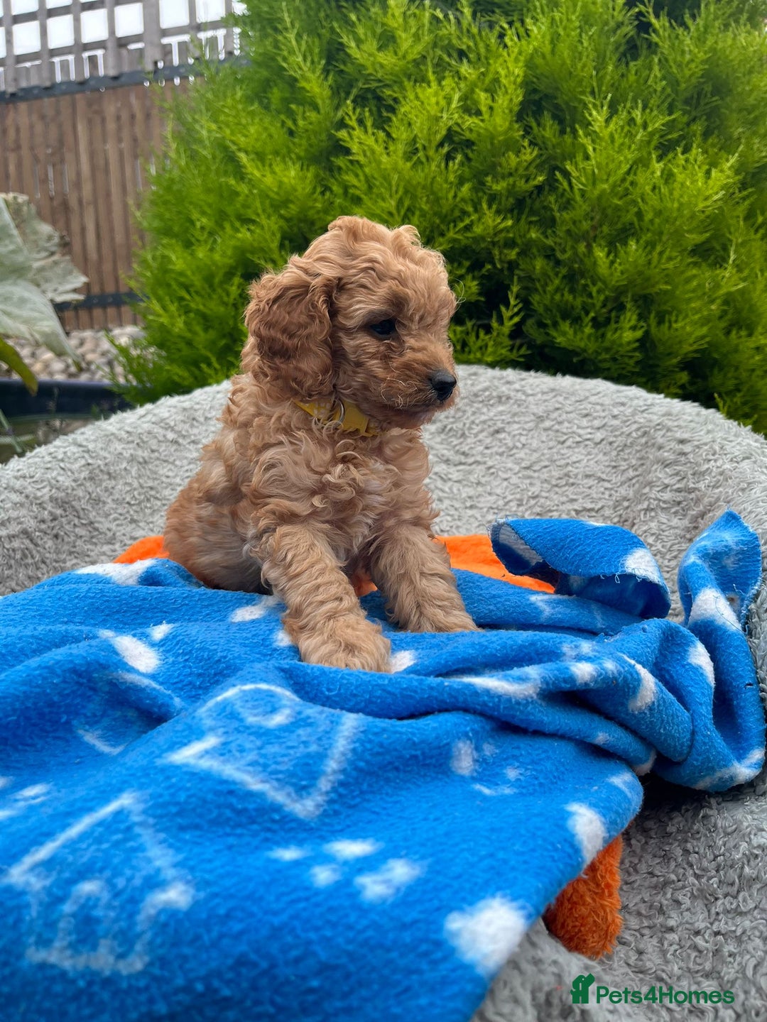 Cockapoo dogs for sale: F1b Cockapoo Puppies Ready Soon for Loving Homes - Image 23
