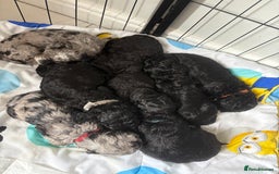 Cockapoo dogs for sale: Cockapoos  - Image 3