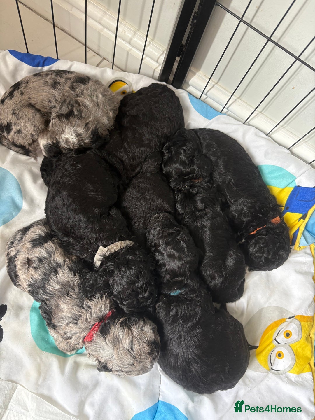 Cockapoo dogs for sale: Cockapoos  - Image 3