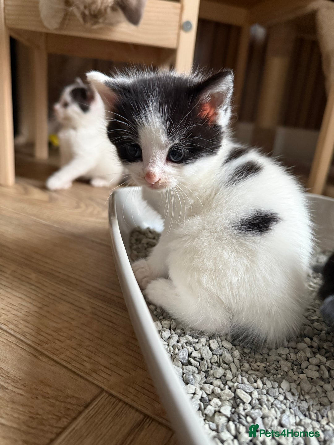 British Longhair cats for sale: Male kitten available  - Image 2