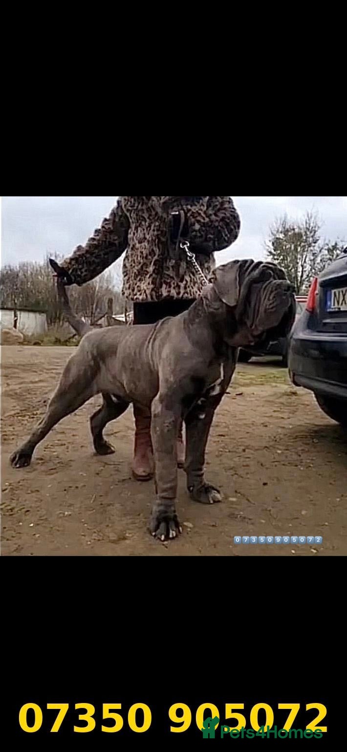 Neapolitan Mastiff dogs for stud: Neapolitan Mastiff Stud  - Advert 1