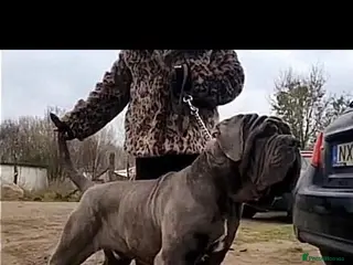 Neapolitan Mastiff dogs Neapolitan Mastiff Stud - Advert 1