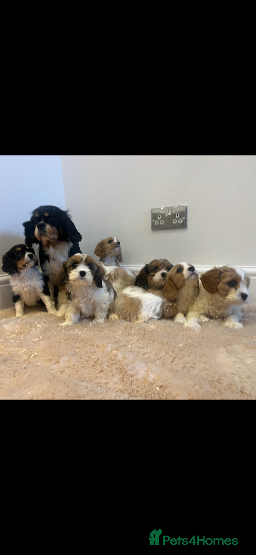 Cavachon dogs for sale: Cavachon Puppies Health Tested Clear  - Advert 3