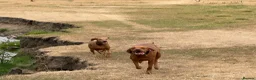 Hungarian Vizsla dogs for sale: Hungarian Vizslas - Advert 15
