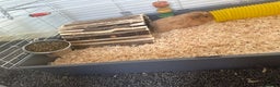 Guinea Pig rodents for sale: 3 Guinea pigs and cage  - Advert 4